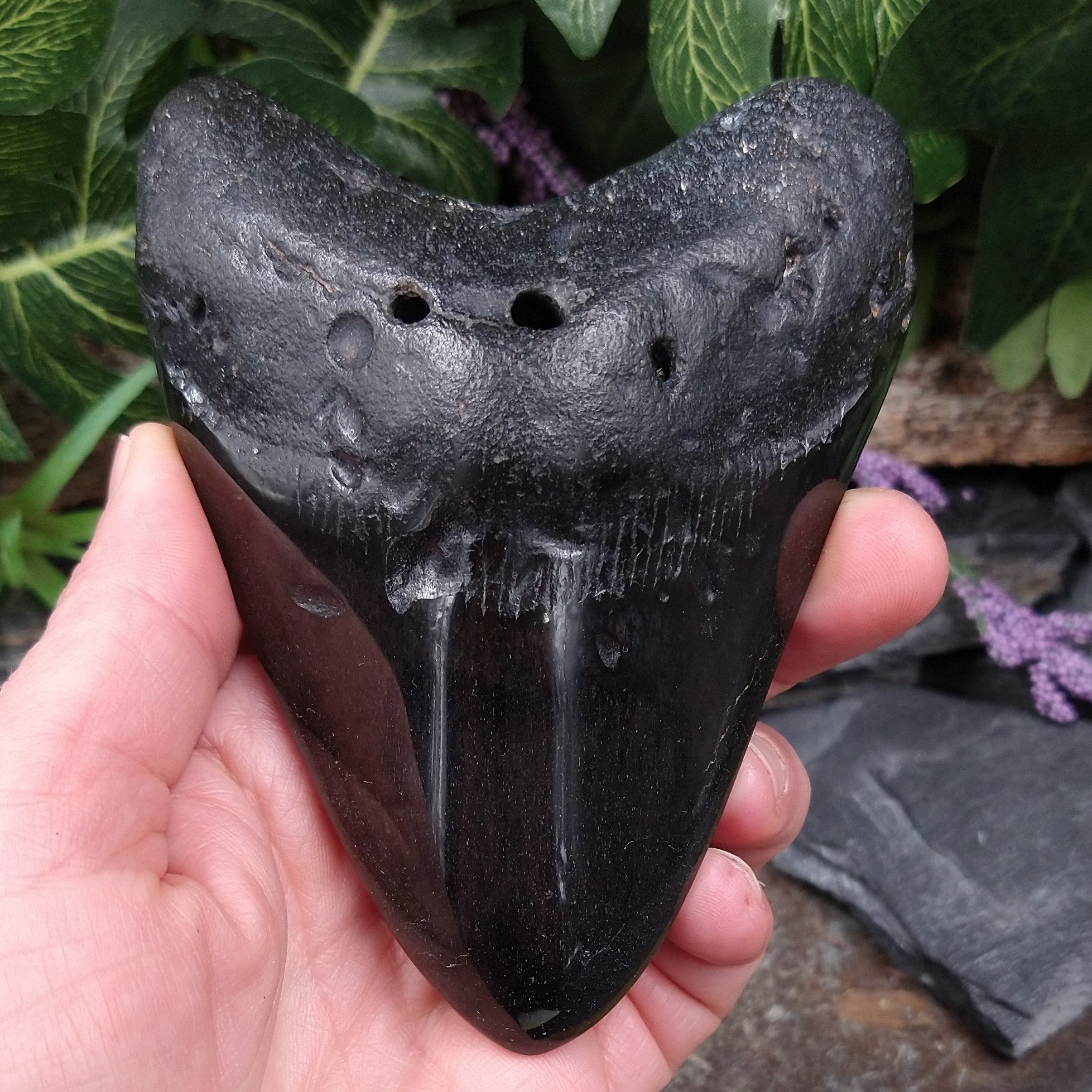 #FS-237 Polished Fossilized Shark Tooth