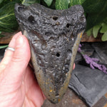 #FS-238 Fossilized Shark Tooth