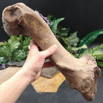 FS-244 Bison Bone from the Ice Age