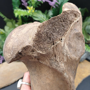 FS-244 Bison Bone from the Ice Age