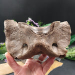 FS-245 Bison Vertebrae from the Ice Age