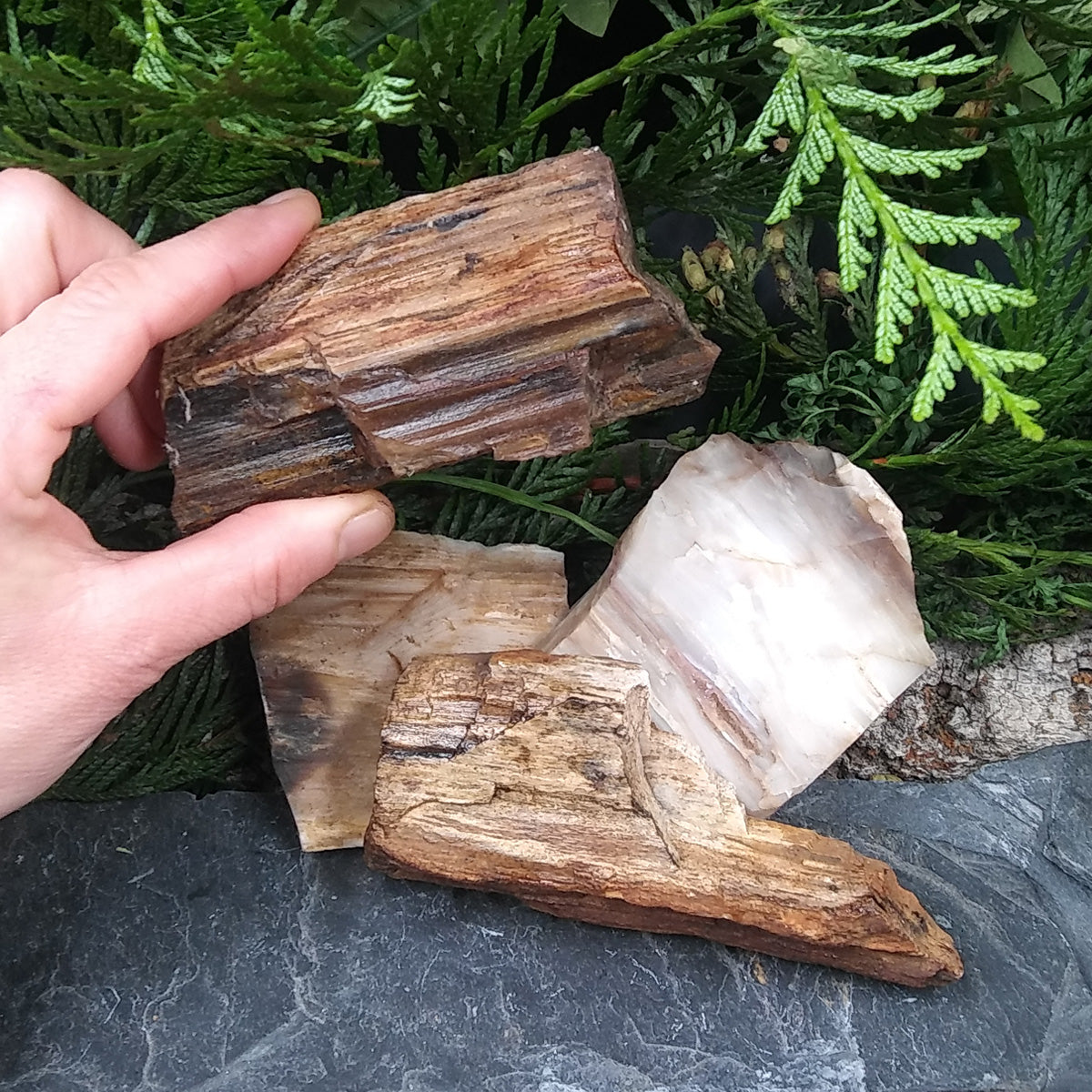 #PW-106B Petrified Wood from the Pacific Northwest