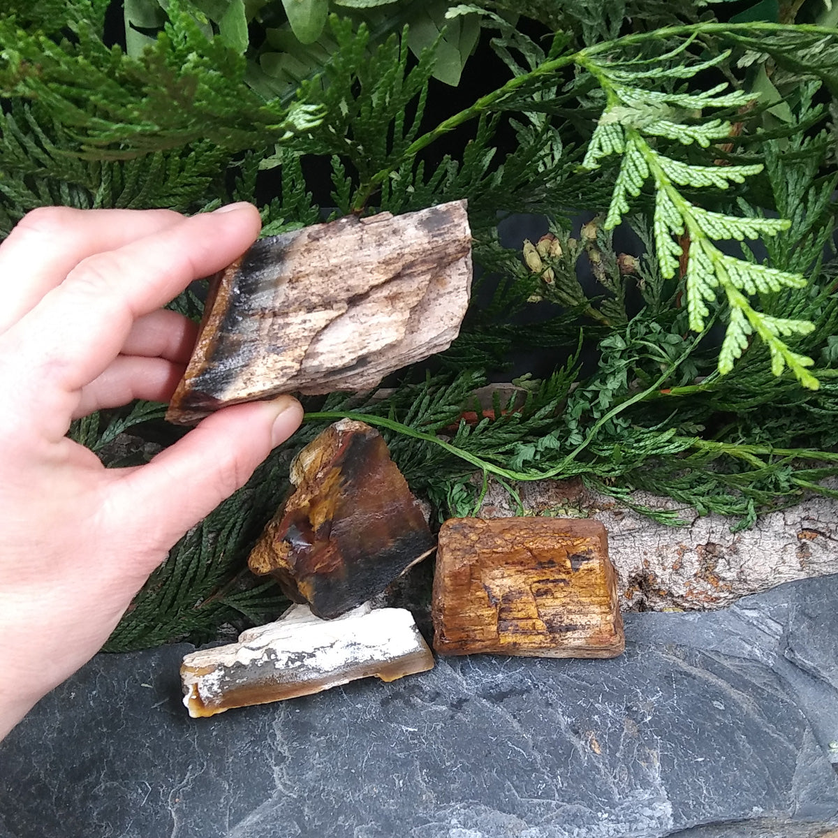 #PW-107A Petrified Wood from the Pacific Northwest