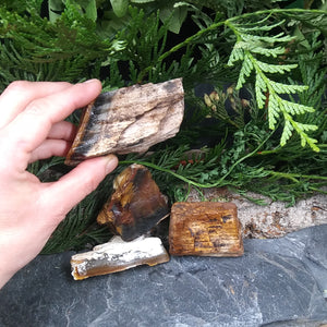 #PW-107B Petrified Wood from the Pacific Northwest