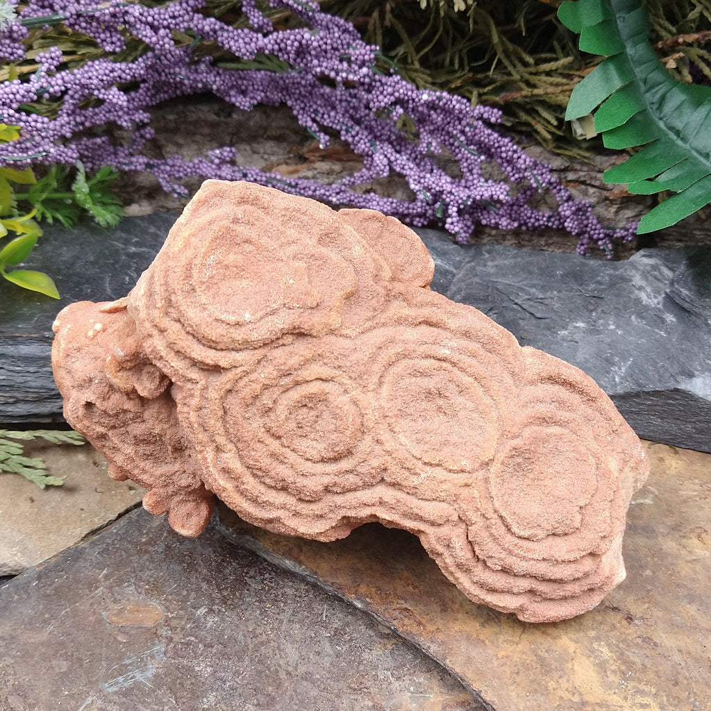 STRM-29 Stromatolite specimen